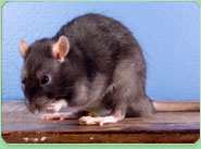 rat control Greenford